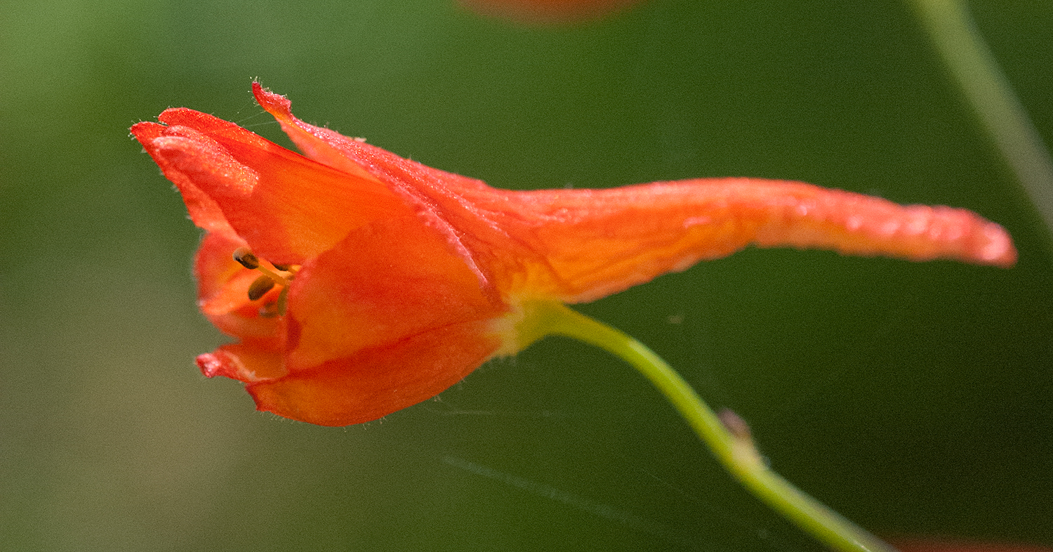 red larkspur