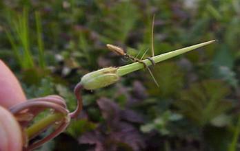 here you can see one seed has spiraled around the fruit