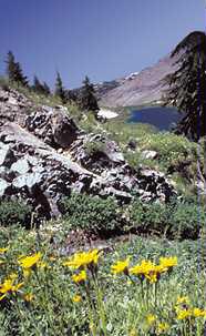 Arnica's Natural Habitat