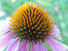 echinacea