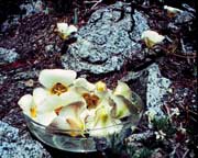 Mariposa Lily essence.