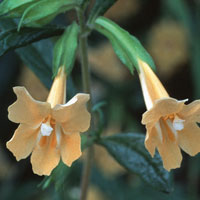 sticky monkeyflower