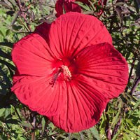 hibiscus