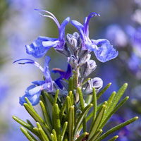 rosemary