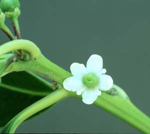 female Holly flower