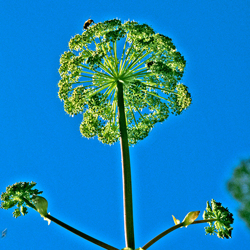 Angelica