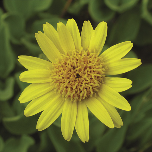 Arnica