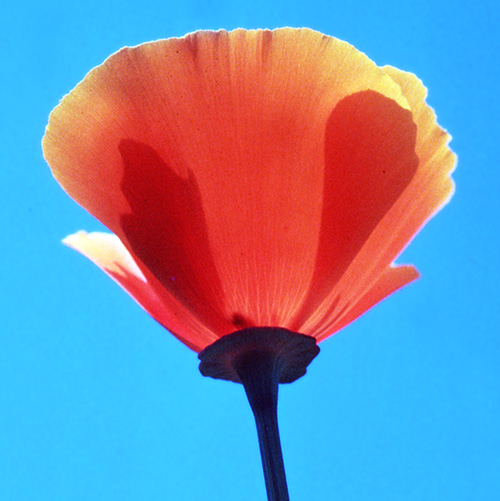 California Poppy
