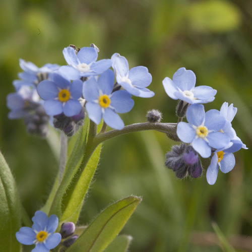 Forget-Me-Not
