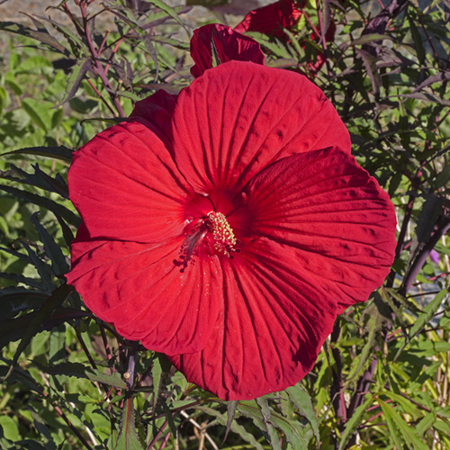 Hibiscus
