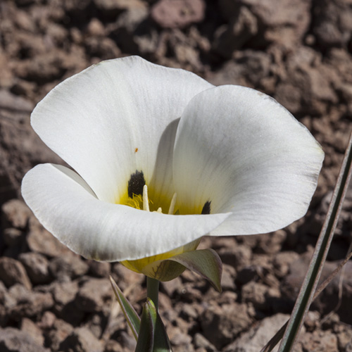 Mariposa Lily