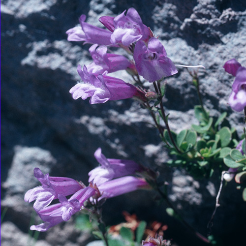 Penstemon