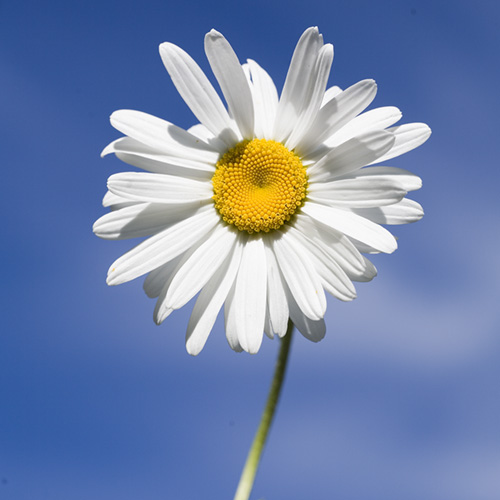 Shasta Daisy