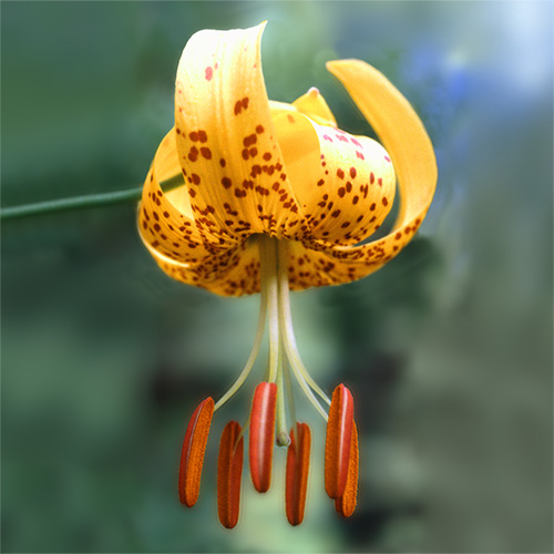 Tiger Lily