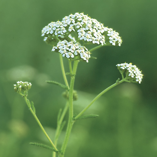 Yarrow