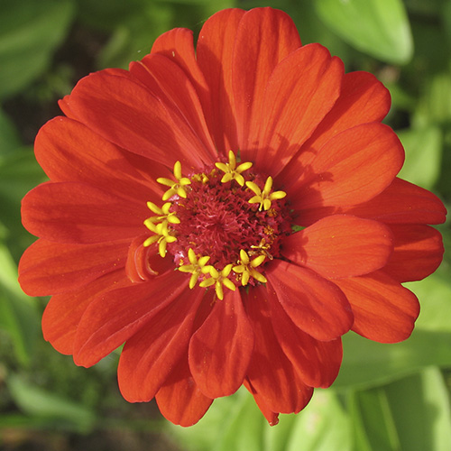Zinnia
