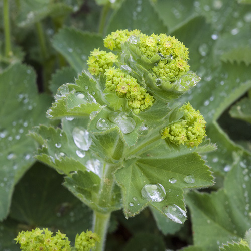 Lady's Mantle