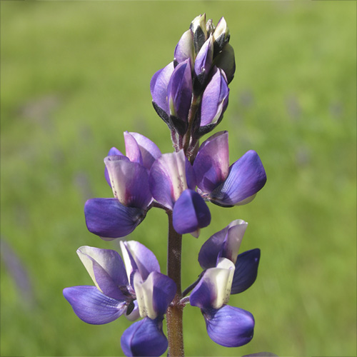 Lupine