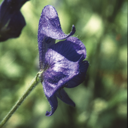 Monkshood
