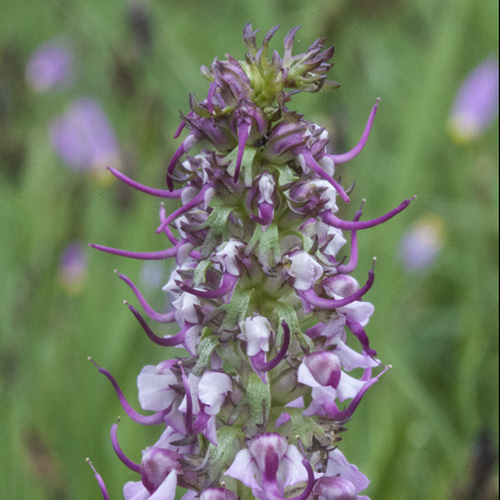 Pedicularis