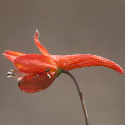 Red Larkspur