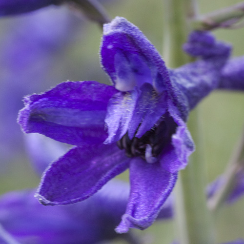 Tall Mountain Larkspur