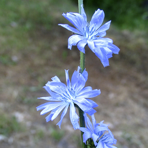 Chicory