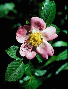 California Wild Rose